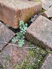 Stylophorum diphyllum