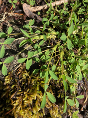 Trifolium wormskioldii