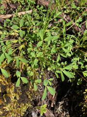 Trifolium wormskioldii