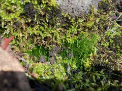 Paraphymatoceros pearsonii