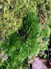 Paraphymatoceros pearsonii
