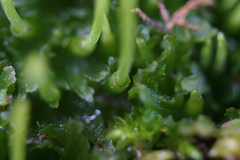 Paraphymatoceros pearsonii