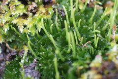 Paraphymatoceros pearsonii