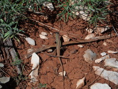 Ophisops elegans ehrenbergii