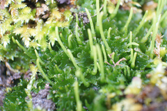 Paraphymatoceros pearsonii