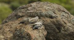 Metriopelia melanoptera