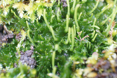Paraphymatoceros pearsonii