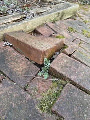 Stylophorum diphyllum