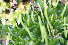 Paraphymatoceros pearsonii