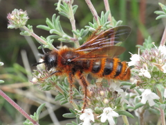 Dasyscolia ciliata