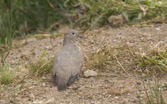 Metriopelia melanoptera