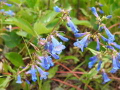 Penstemon wilcoxii