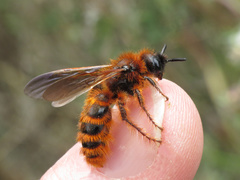 Dasyscolia ciliata