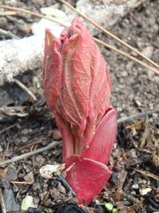 Paeonia caucasica
