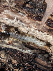 Scolecocampa liburna