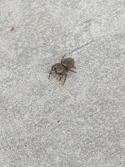 Phidippus insignarius