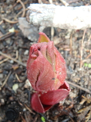 Paeonia caucasica