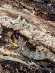 Scolecocampa liburna