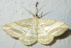 Chiasmia furcata