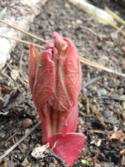 Paeonia caucasica