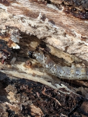 Scolecocampa liburna