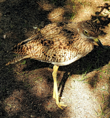 Burhinus