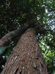 Chaetocarpus myrsinites