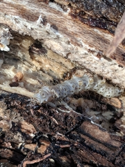 Scolecocampa liburna