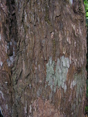Chaetocarpus myrsinites