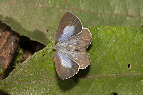 Philiris Innotata Moonbeams (Genus Philiris) · iNaturalist United Kingdom