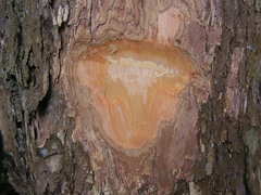Chaetocarpus myrsinites