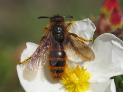 Dasyscolia ciliata