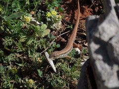 Ophisops elegans ehrenbergii