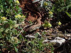Ophisops elegans ehrenbergii