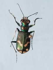 Cicindela decemnotata