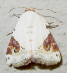 Eublemma ecthaemata