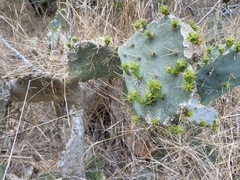 Opuntia alta