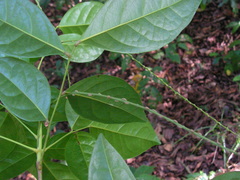 Euphorbiaceae