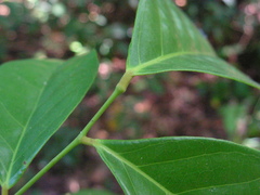 Euphorbiaceae