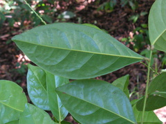 Euphorbiaceae