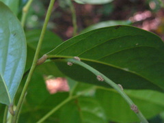 Euphorbiaceae