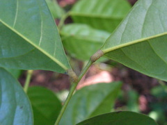 Euphorbiaceae