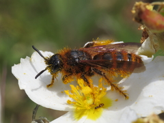 Dasyscolia ciliata