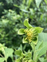 Smallanthus connatus