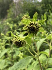 Smallanthus connatus