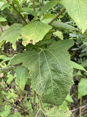 Smallanthus connatus