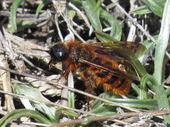 Dasyscolia ciliata