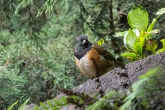 Pipilo maculatus macronyx