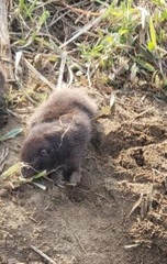Heterogeomys hispidus