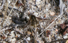 Bombylius curtirhynchus